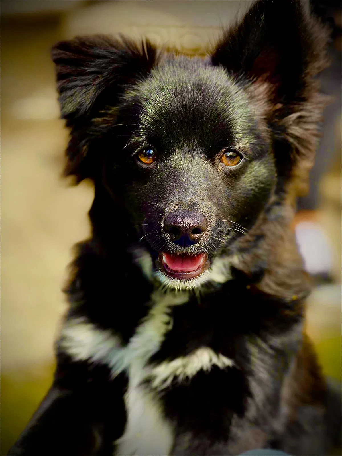 Lost dog in Fort Worth, TX, 76133