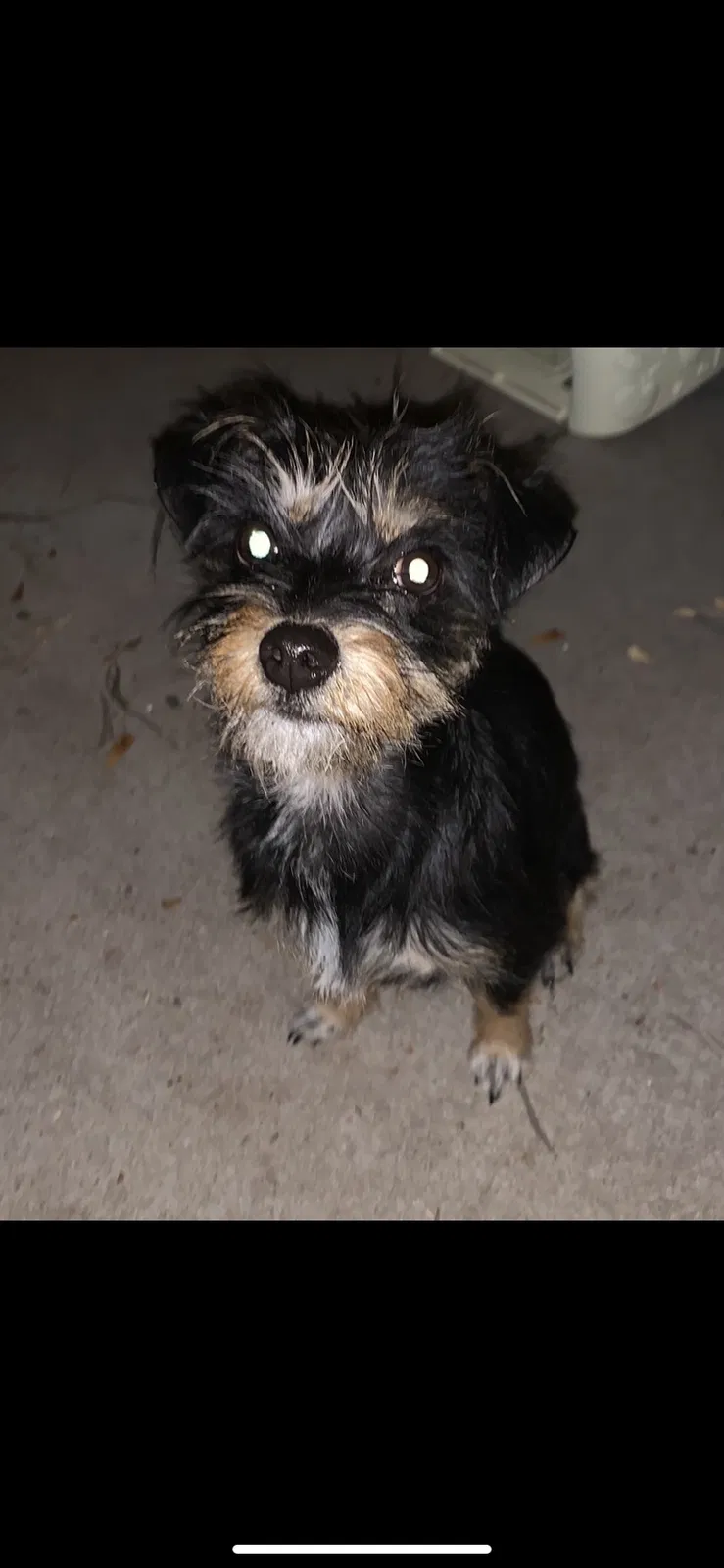 Lost dog in Mesa, AZ, 85201