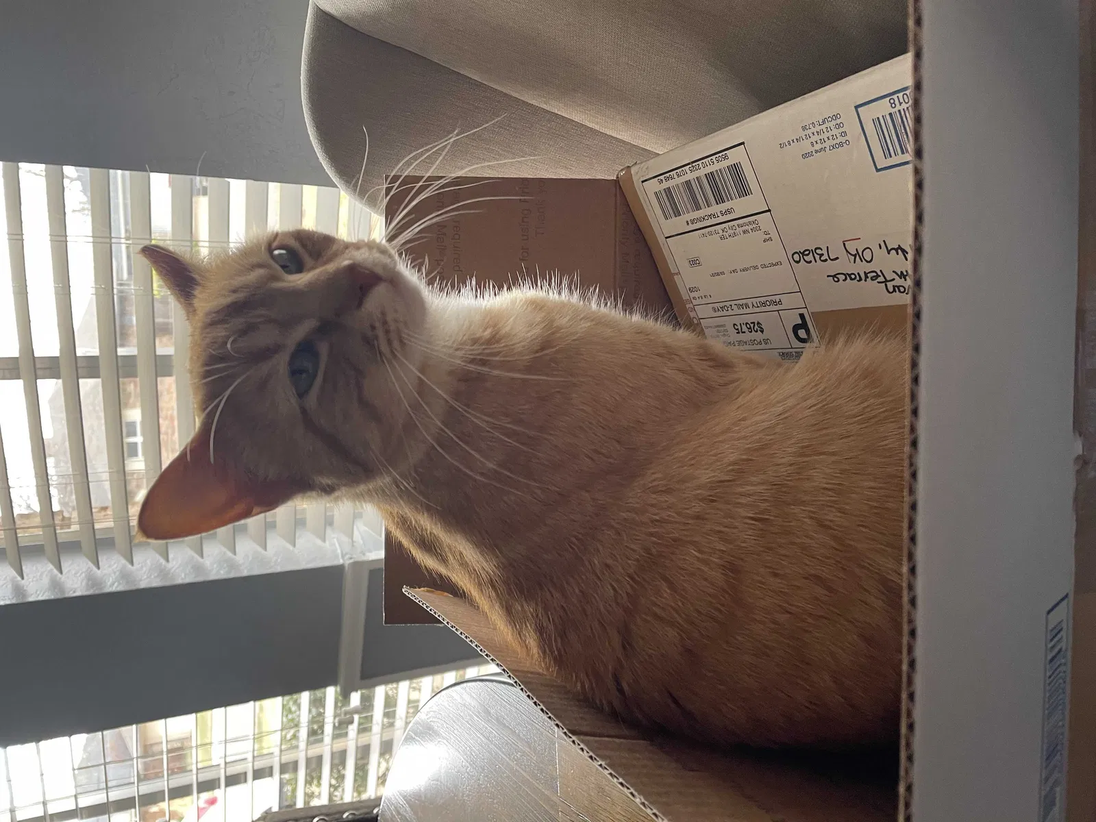 Lost cat in Oklahoma City, OK, 73120