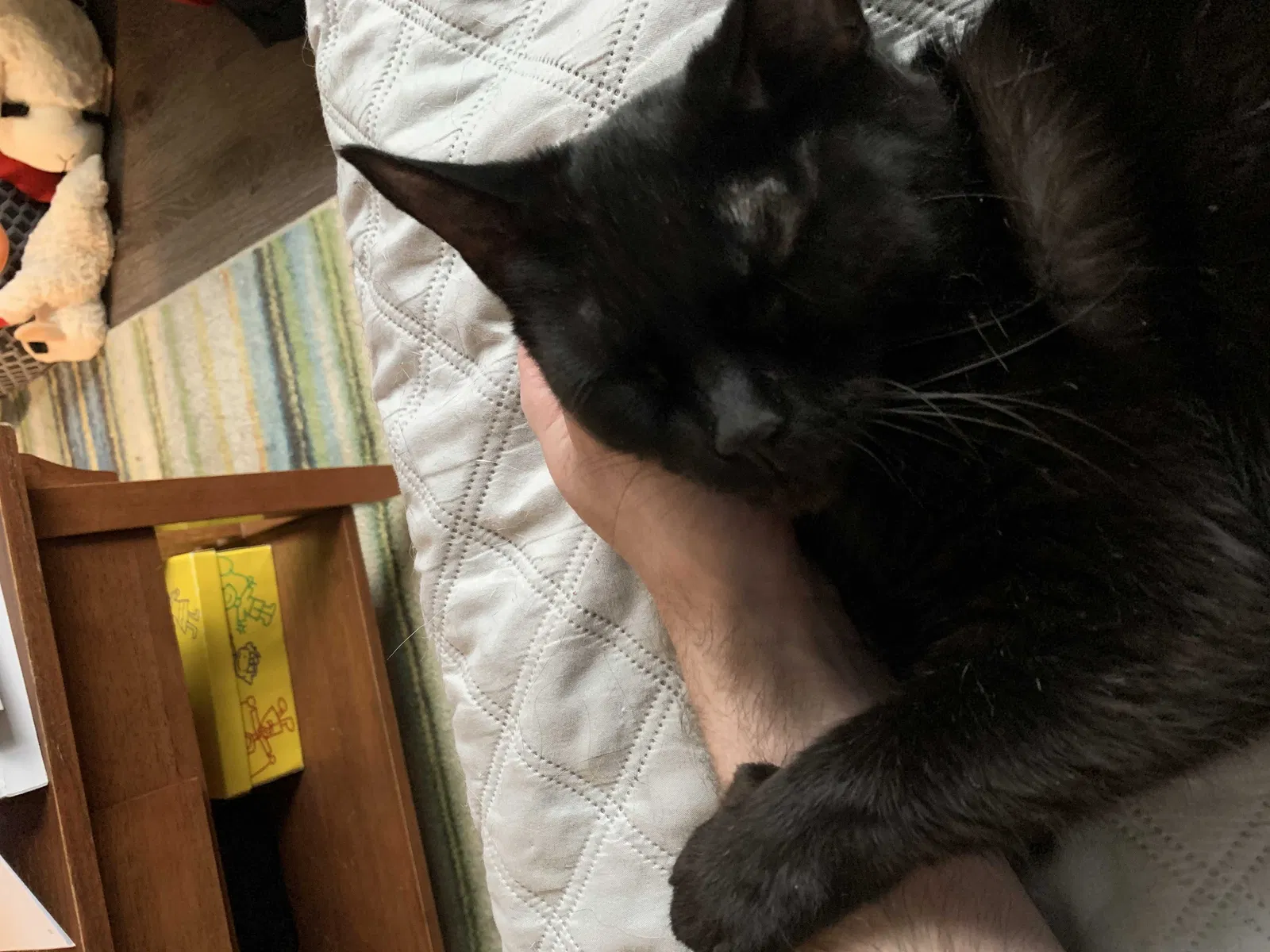 Lost cat in South Park, PA, 15129
