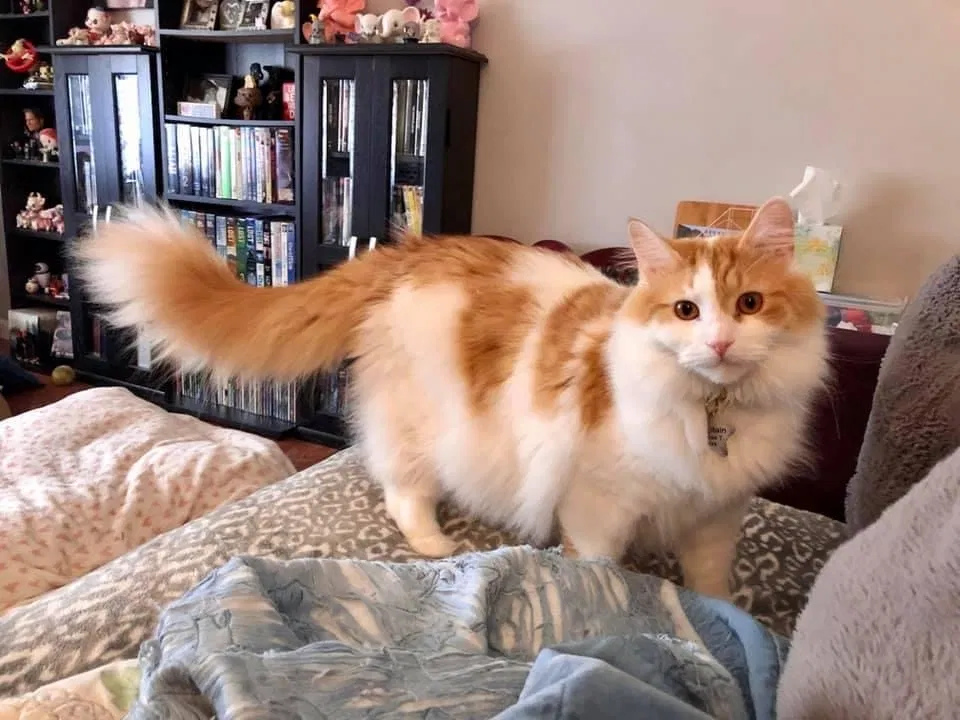 Lost cat in Galloway, OH, 43119