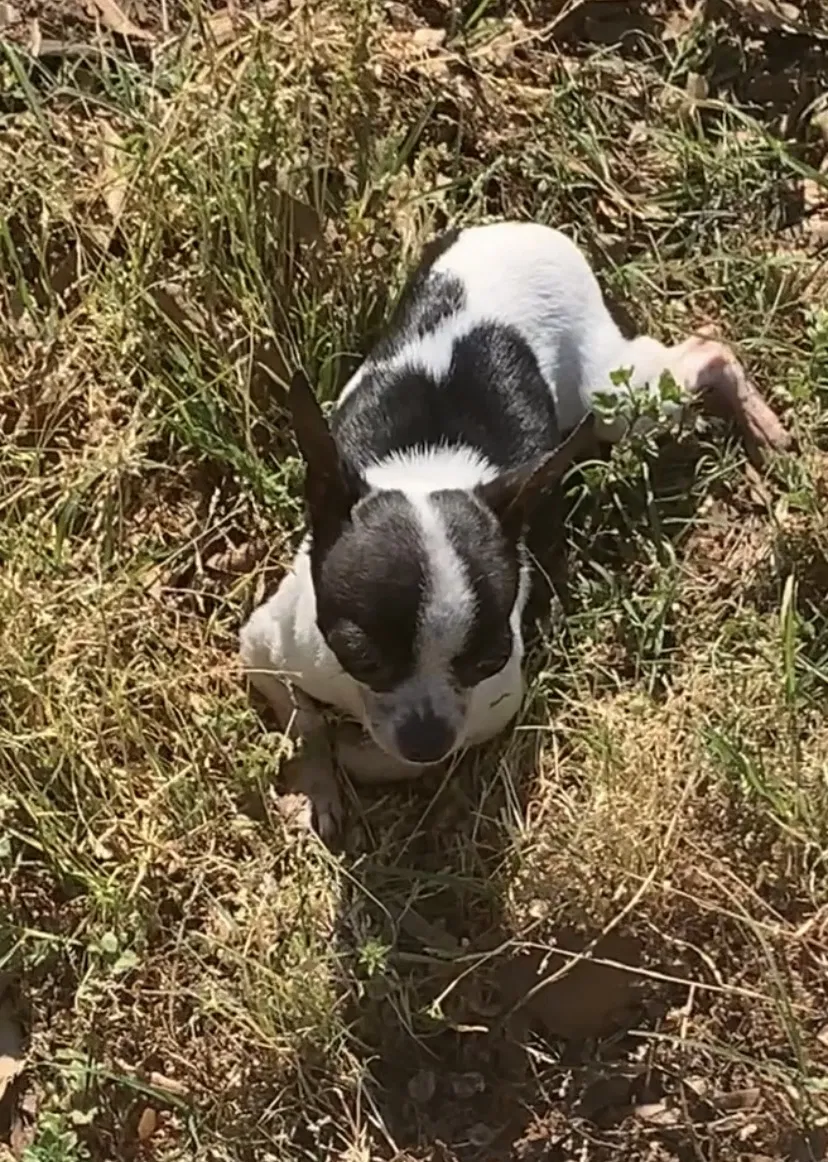Lost dog in Salisbury, NC, 28147