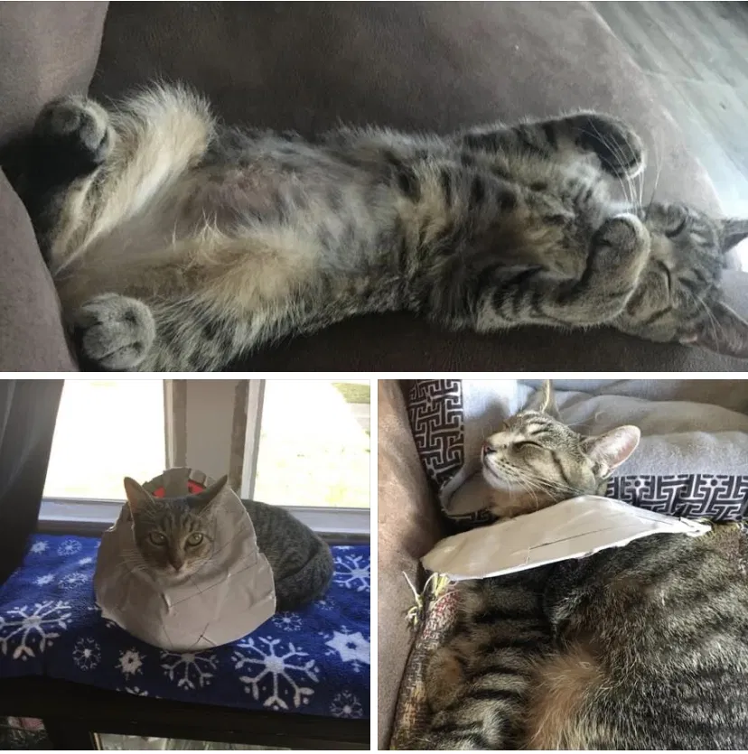 Lost cat in Wapakoneta, OH, 45895