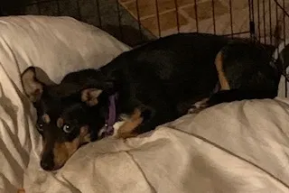 Lost dog in Glendale, AZ, 85304