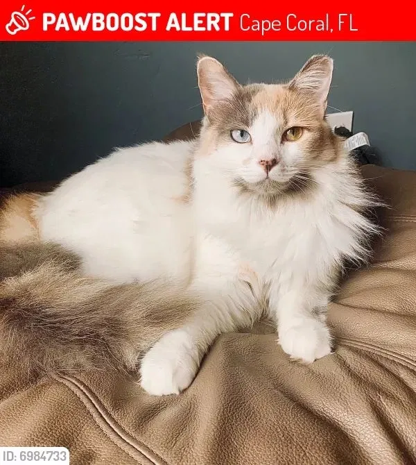 Lost cat in Cape Coral, FL, 33993