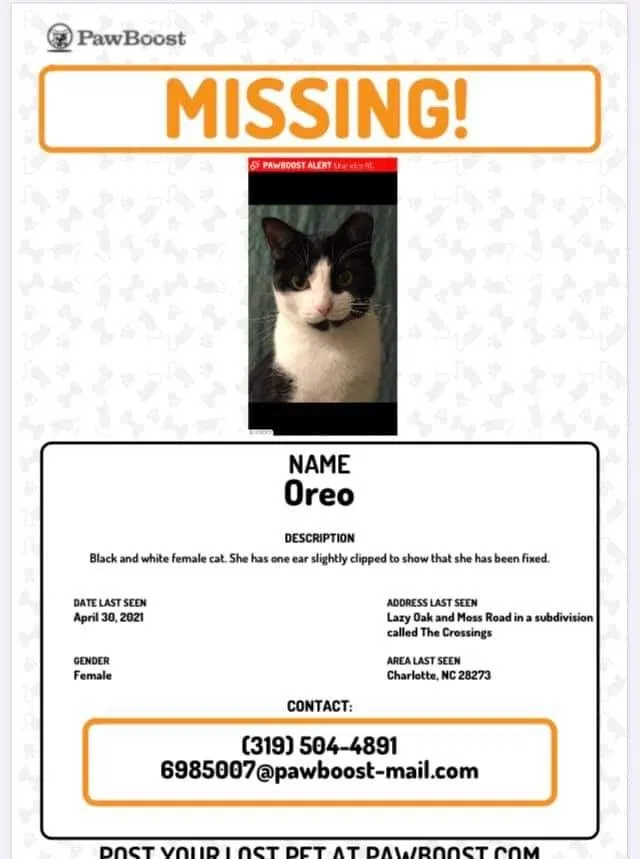 Lost cat in Charlotte, NC, 28273