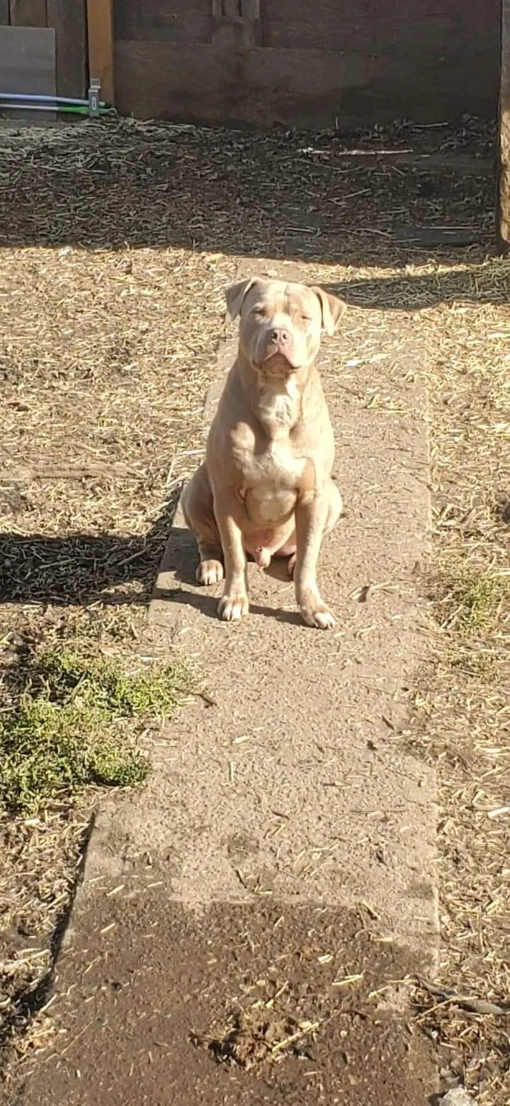Lost dog in Indianapolis, IN, 46201