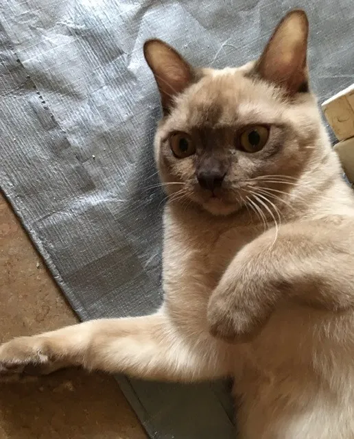 Lost cat in San Marcos, CA, 92078
