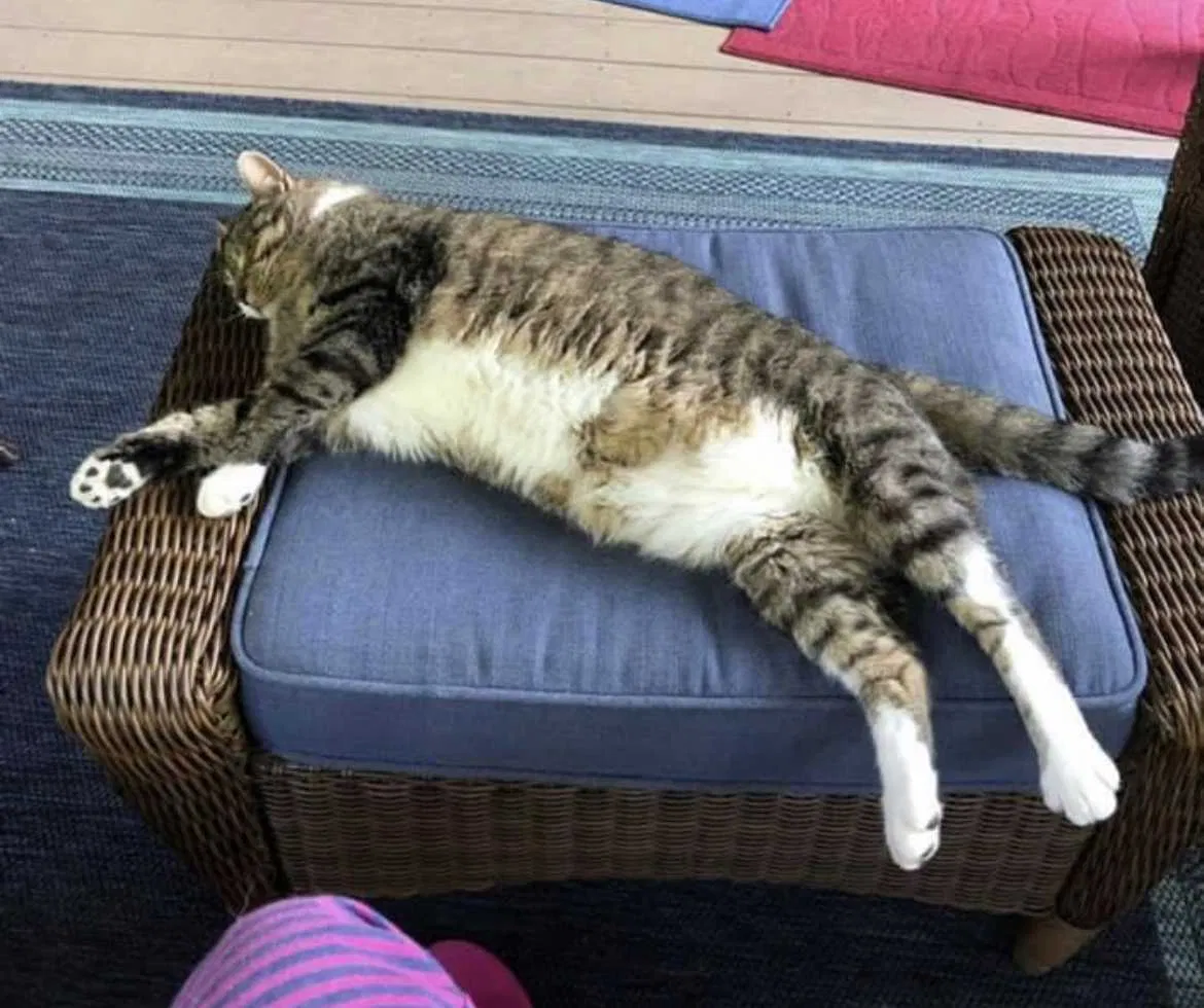Lost cat in Leesburg, VA, 20176