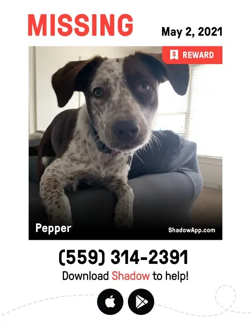 Lost dog in Visalia, CA, 93277