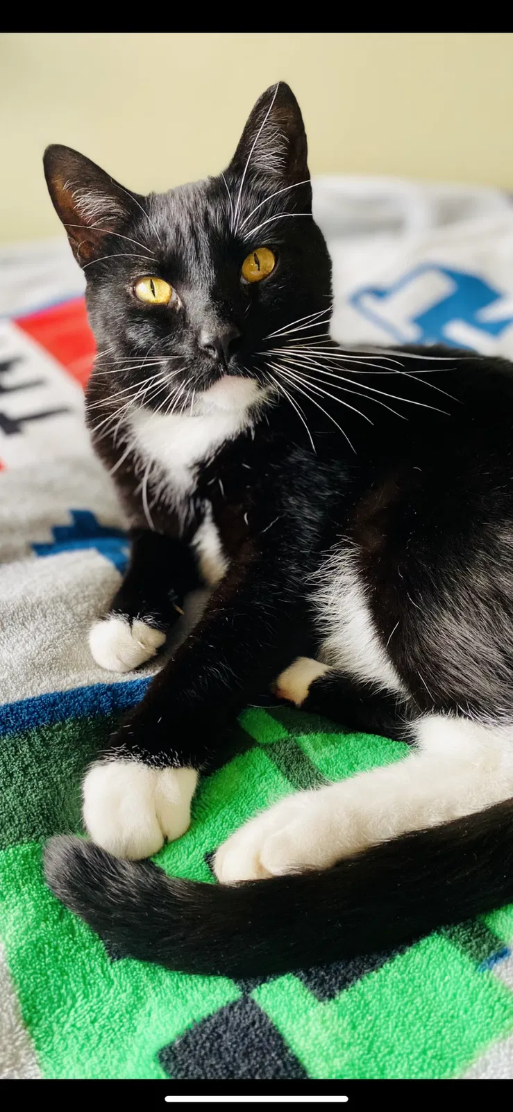 Lost cat in Sioux Falls, SD, 57103
