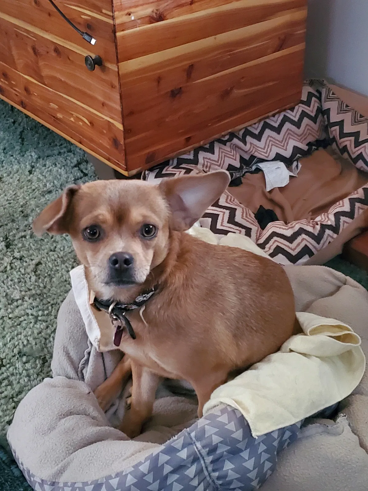 Lost dog in Catalina, AZ, 85738