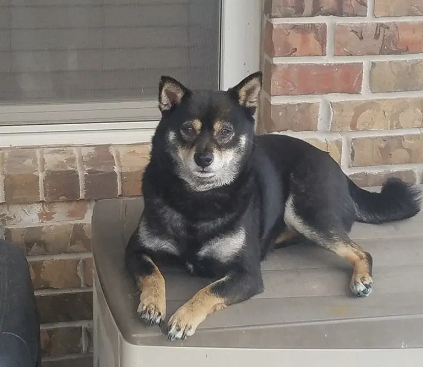 Lost dog in Oklahoma City, OK, 73160