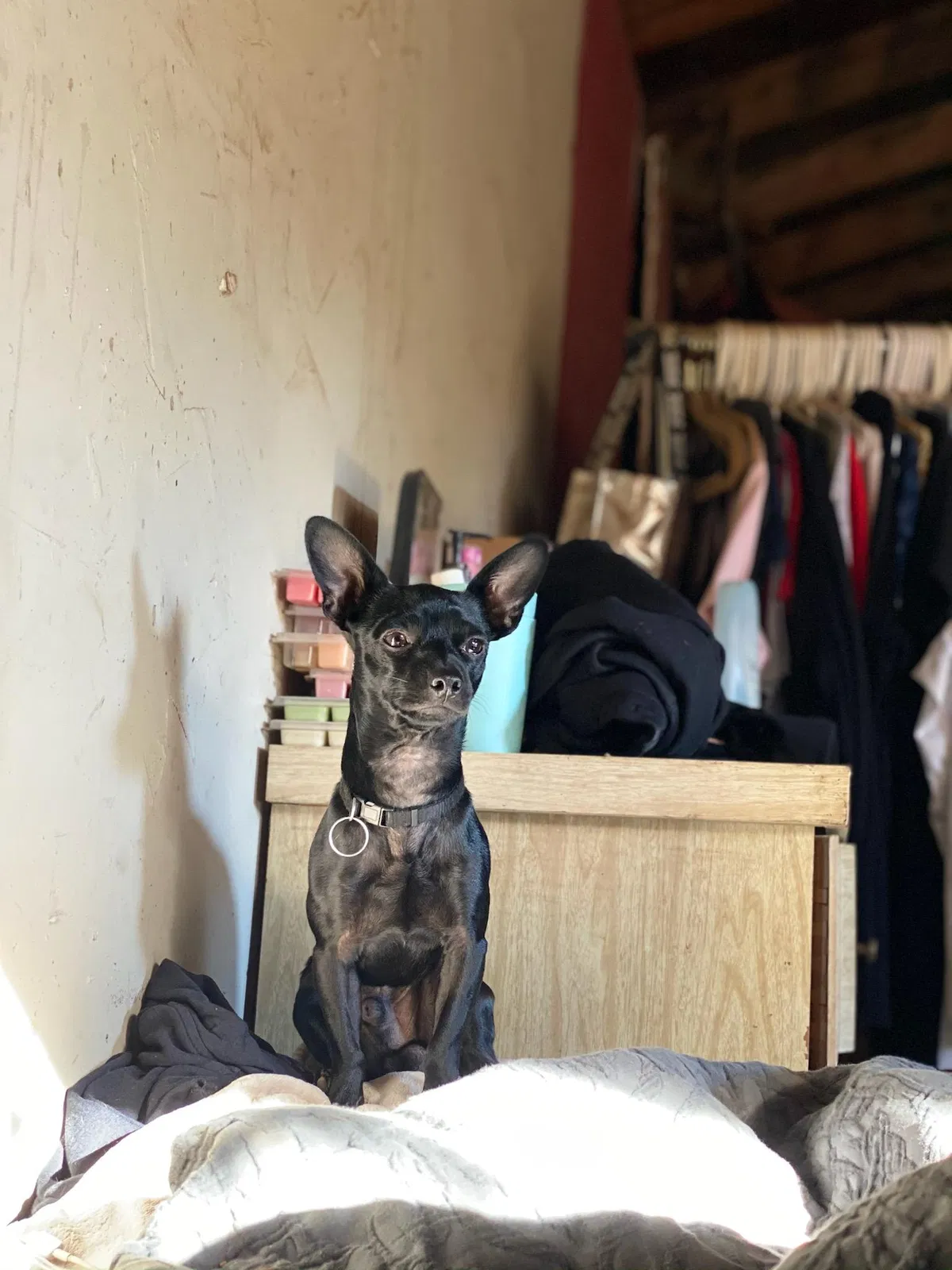 Lost dog in Sacramento, CA, 95823