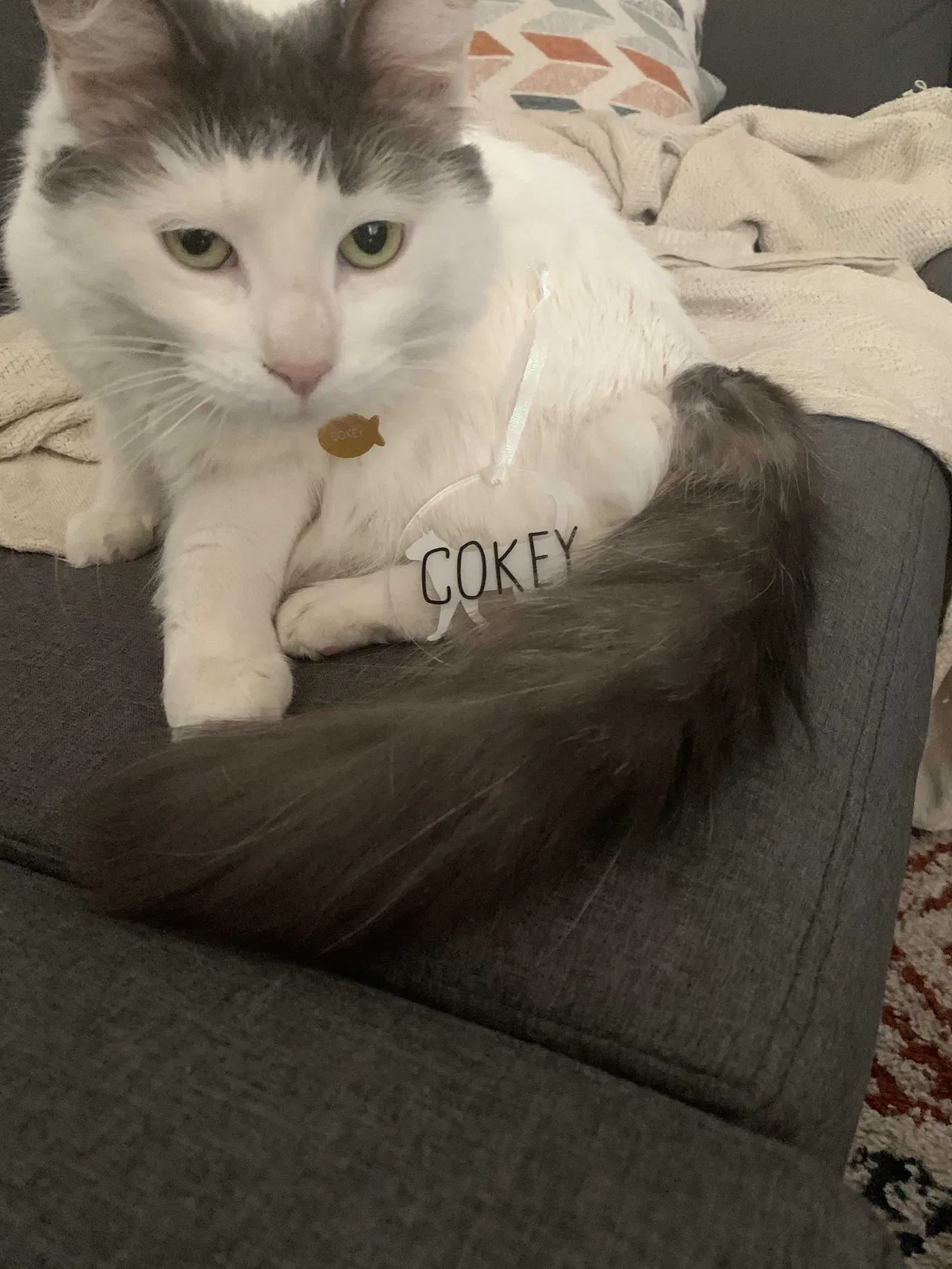 Lost cat in La Crescenta, CA, 91214