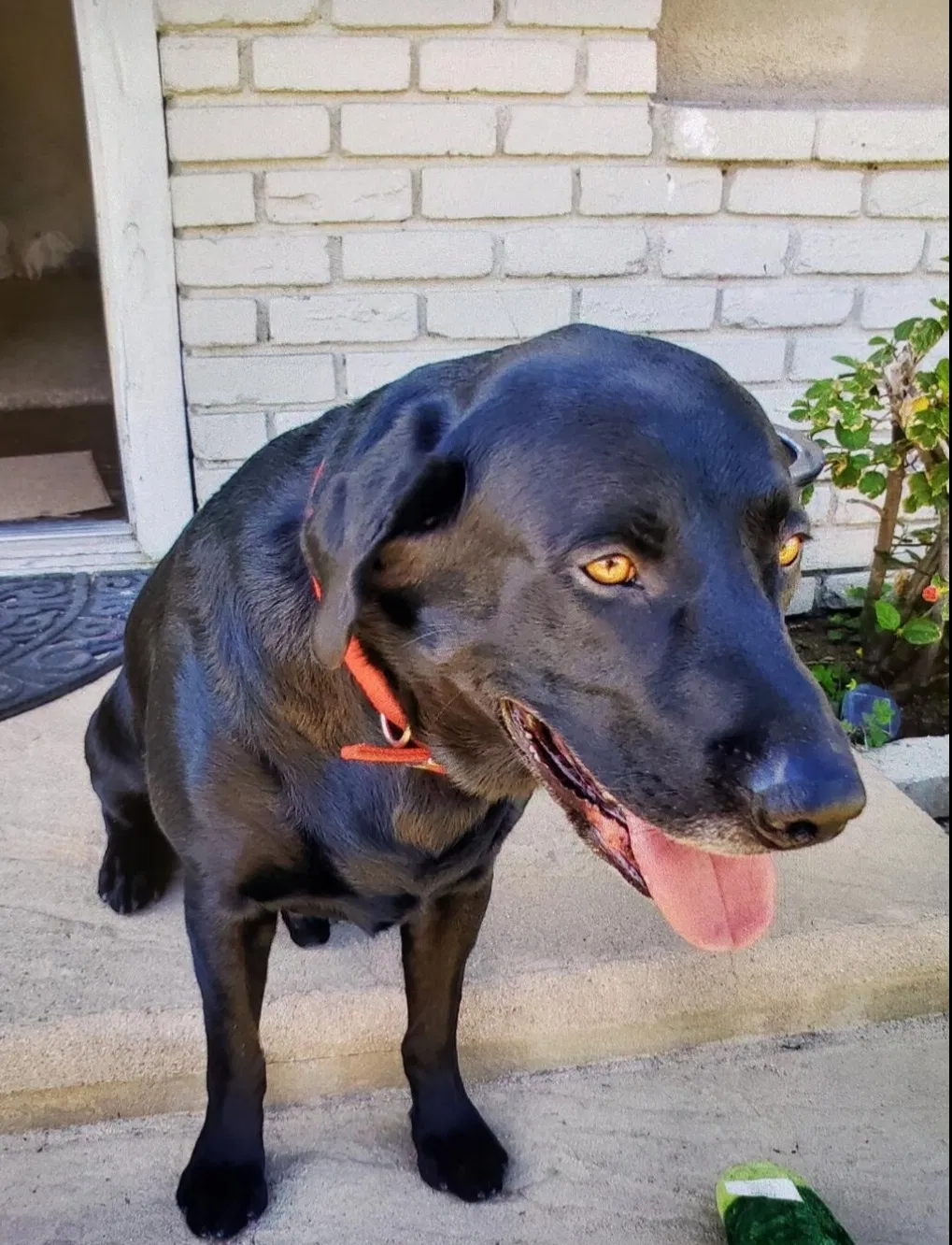 Lost dog in San Bernardino, CA, 92405