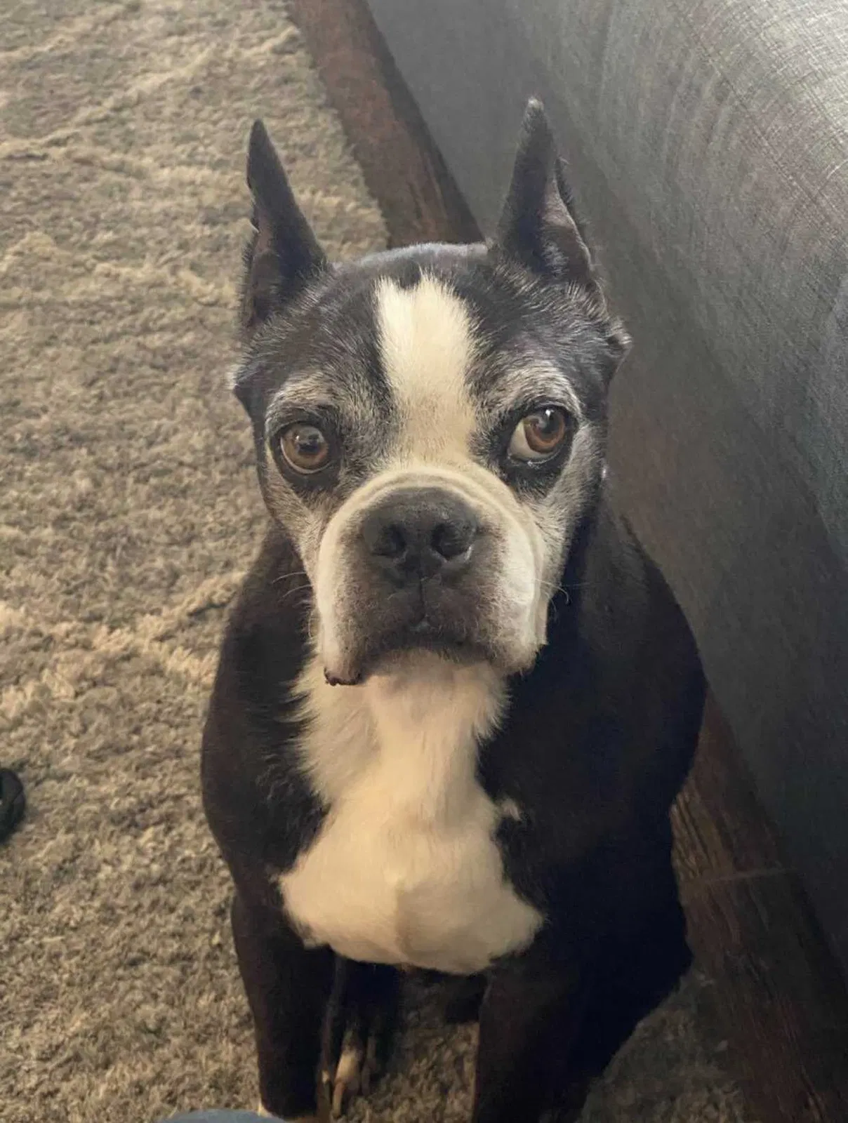 Lost dog in Fresno, CA, 93727