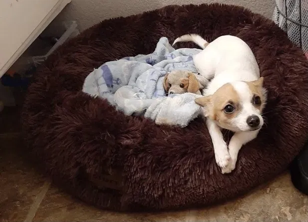 Lost dog in Adelanto, CA, 92301