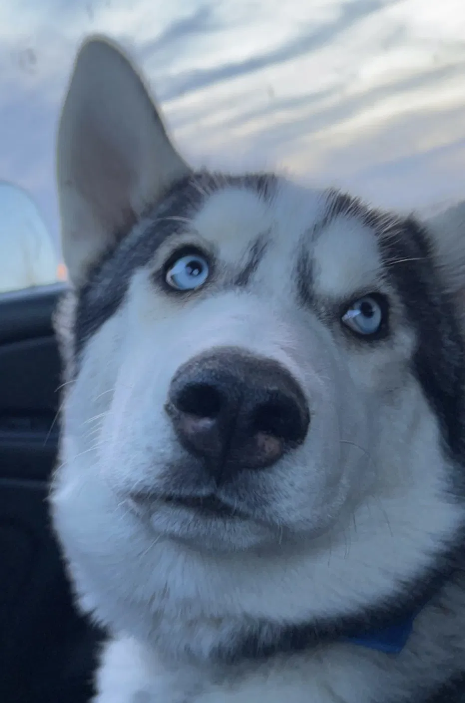Lost dog in Mason, MI, 48854