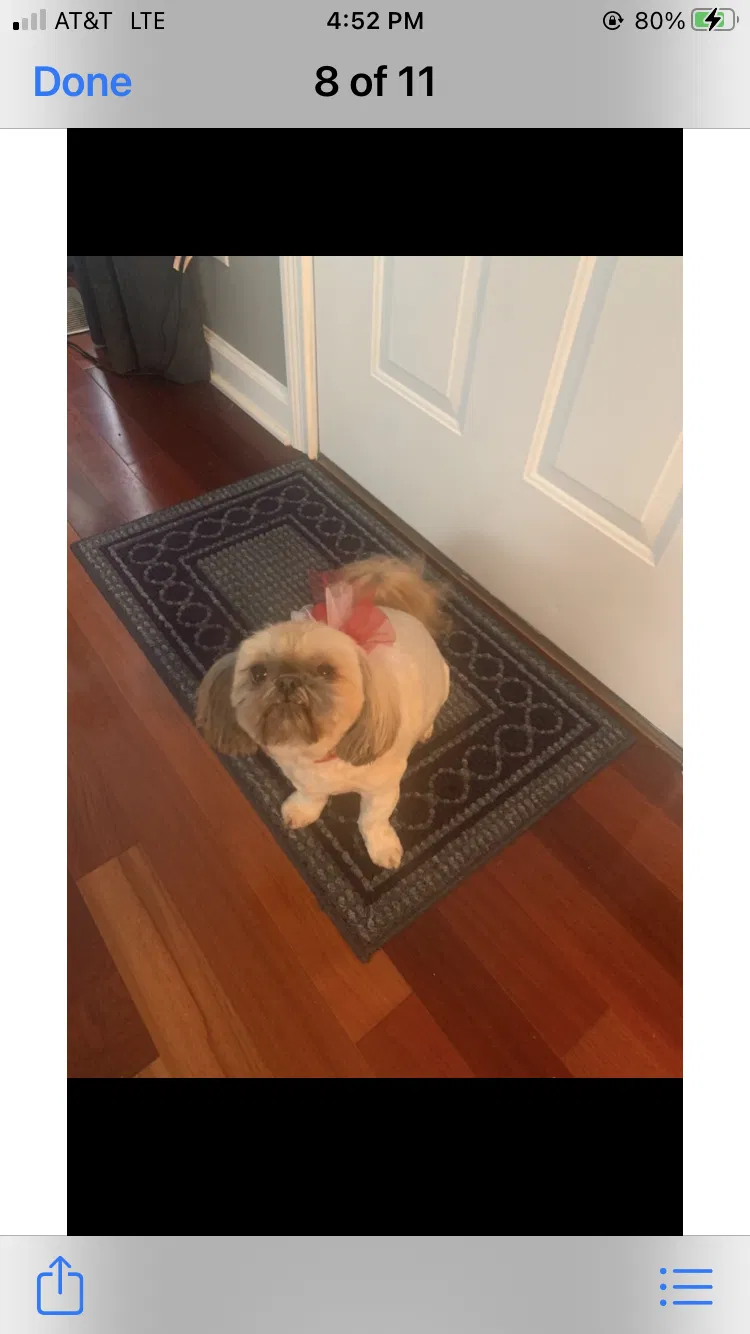 Lost dog in Elizabethtown, KY, 42701