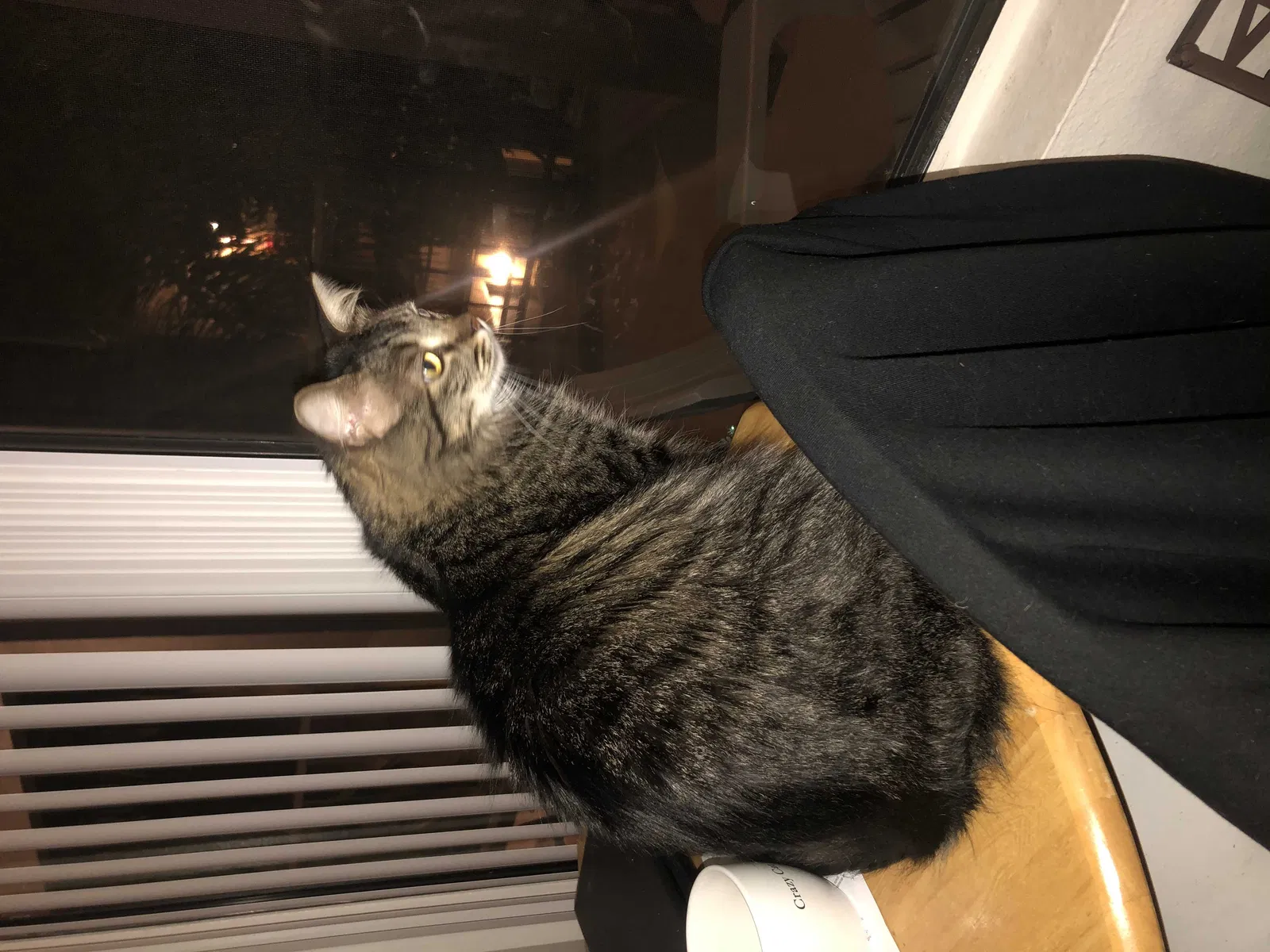 Lost cat in Oceanside, CA, 92056