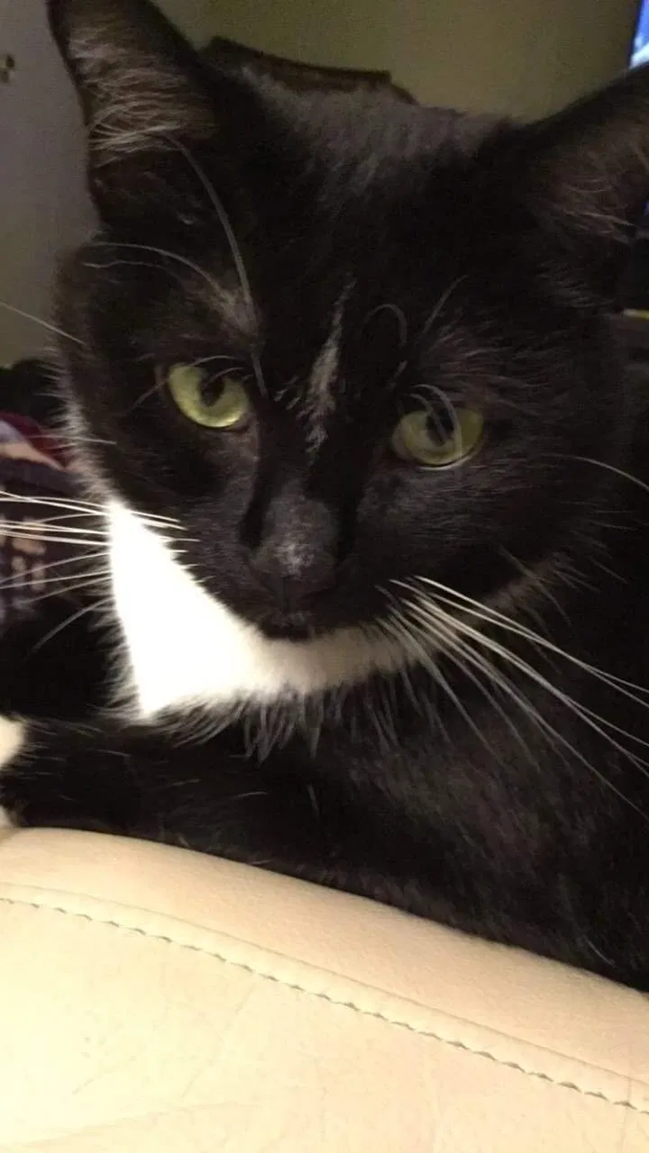 Lost cat in Burlington, CT, 6013