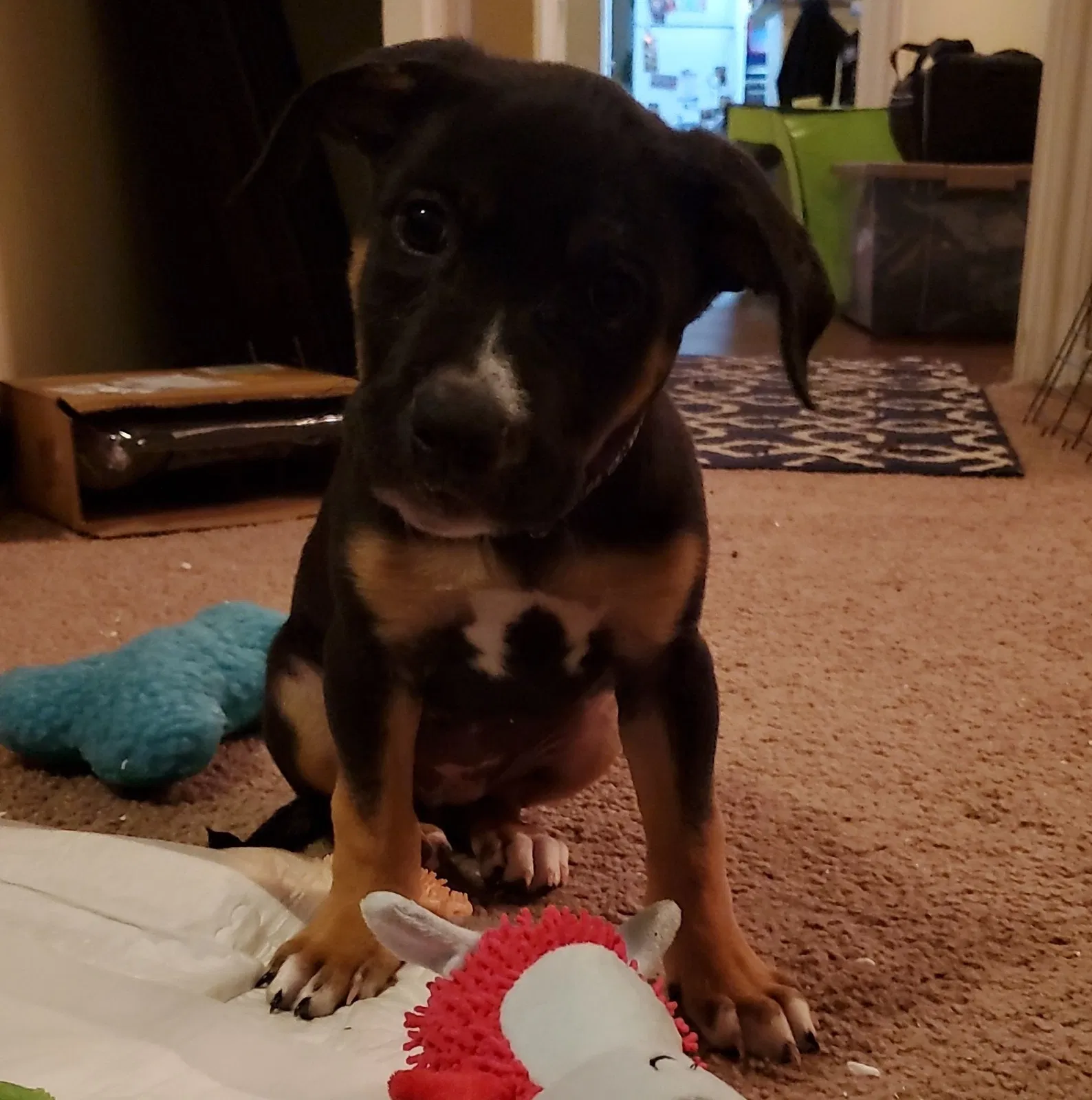 Lost dog in Austin, TX, 78735
