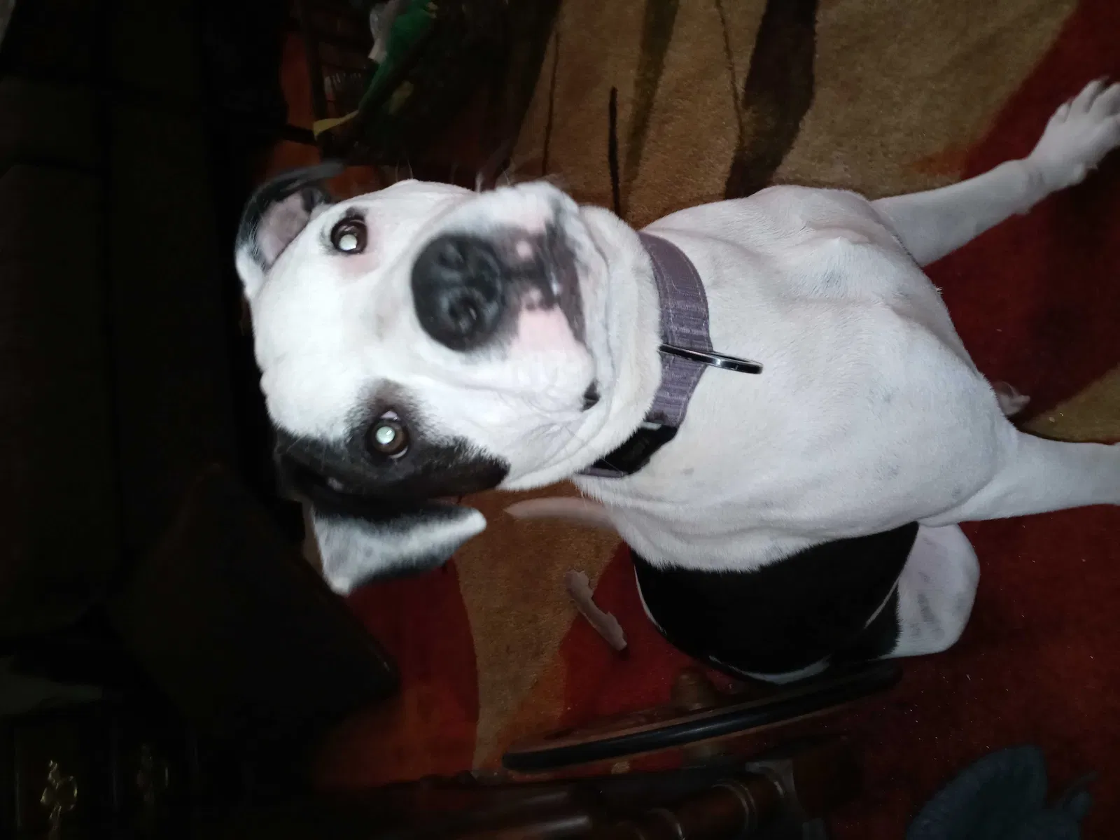 Lost dog in Birmingham, AL, 35235