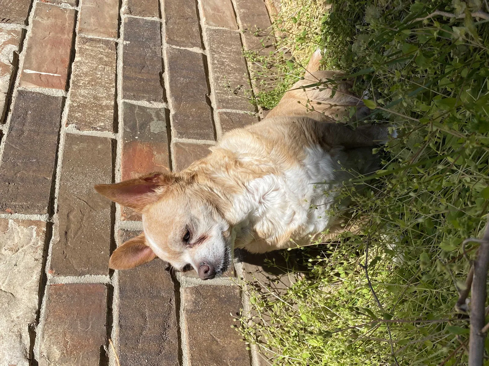 Lost dog in Oklahoma City, OK, 73119