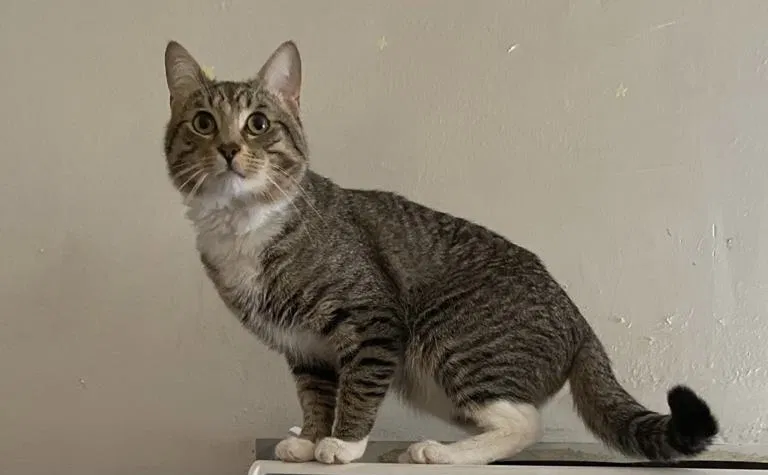 Lost cat in Corona, NY, 11368
