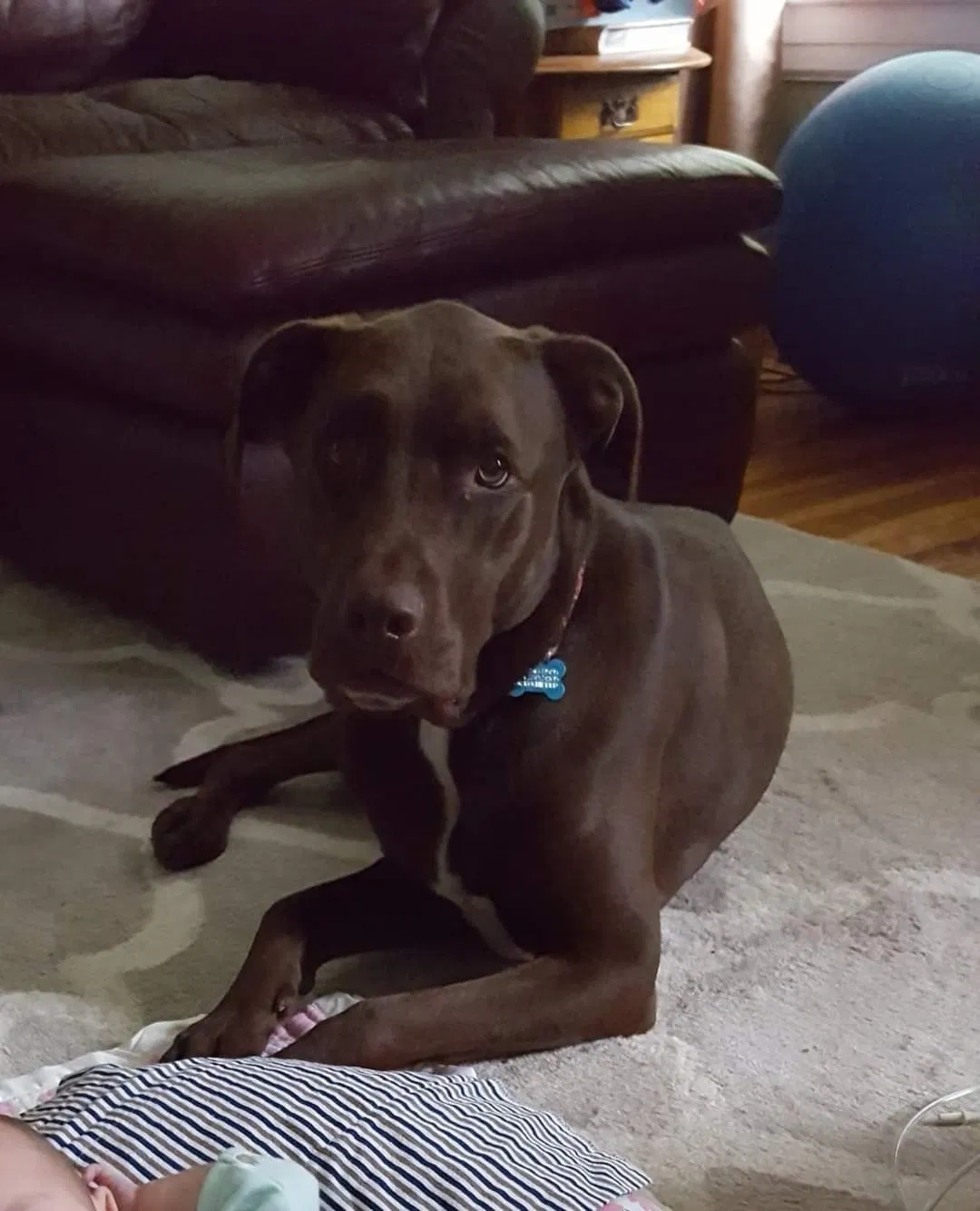 Lost dog in Alberta, VA, 23821