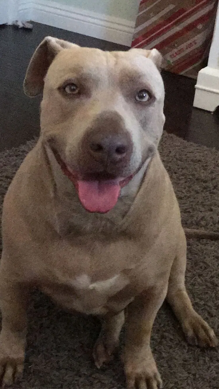 Lost dog in North Hollywood, CA, 91605