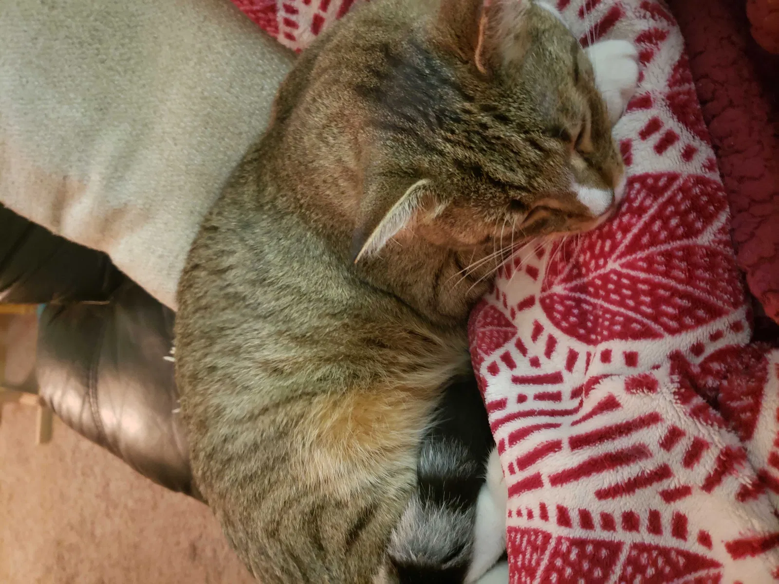 Lost cat in Summerville, SC, 29485