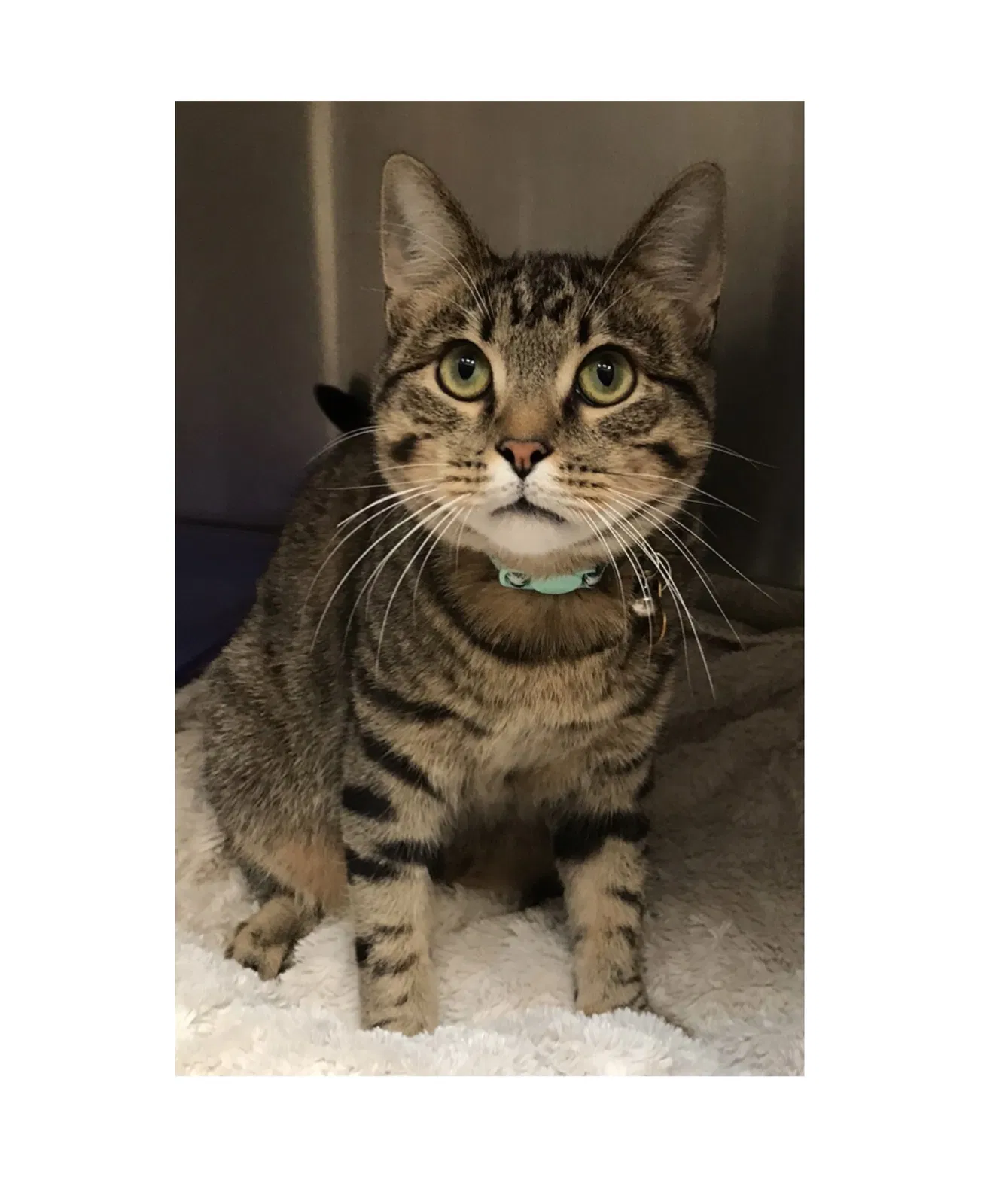 Lost cat in Pacific Grove, CA, 93950