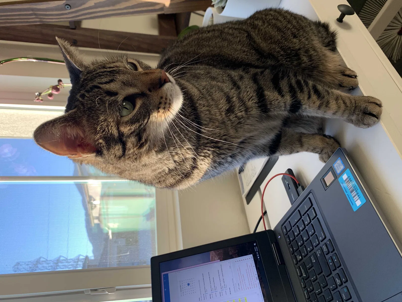 Lost cat in Fontana, CA, 92336