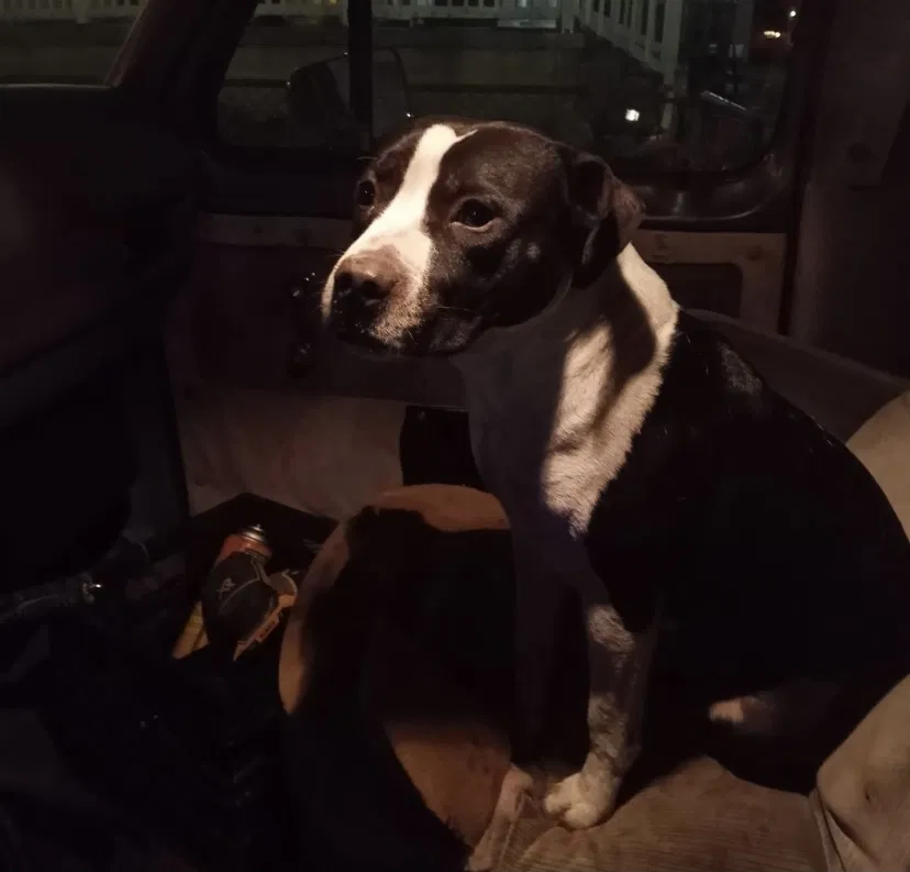 Lost dog in Columbus, OH, 43222