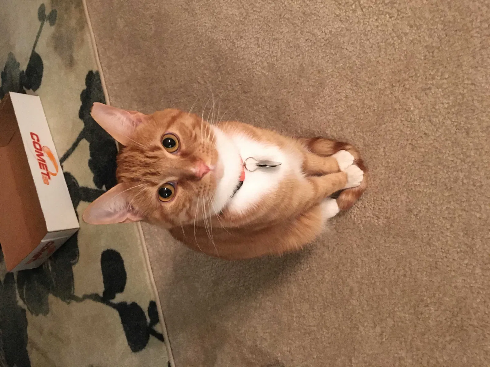 Lost cat in Chattanooga, TN, 37421
