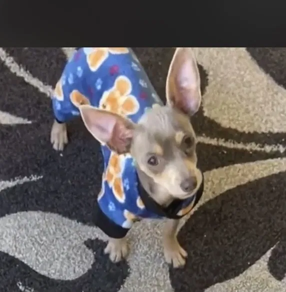 Lost dog in Concord, NC, 28027
