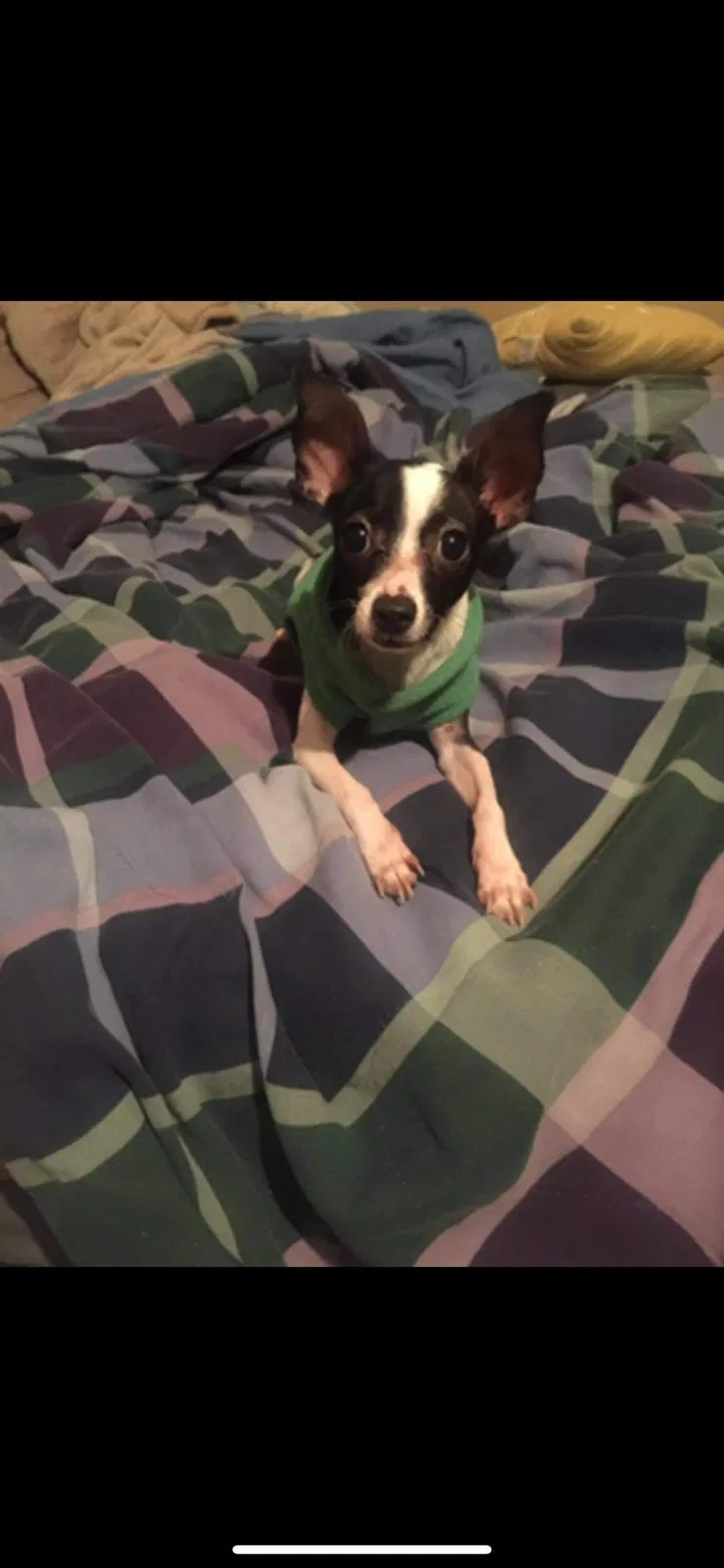 Lost dog in Killen, AL, 35645