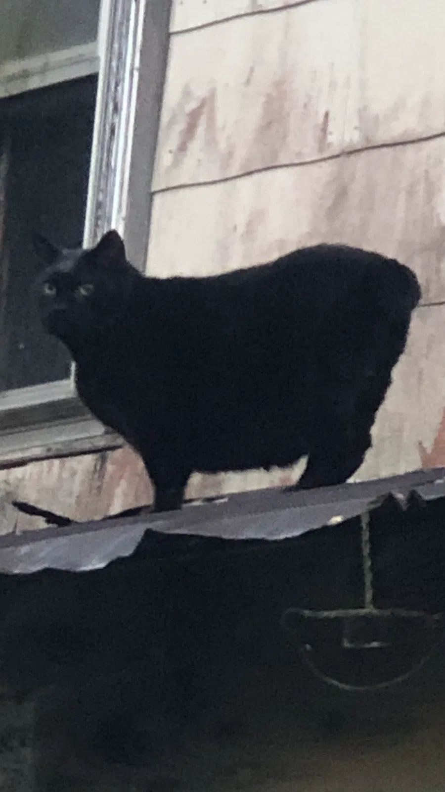 Lost cat in Oak Ridge, TN, 37830