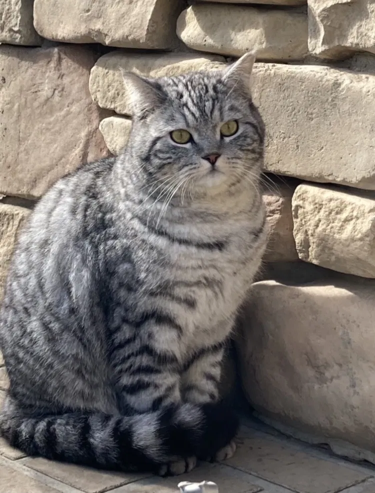 Lost cat in Farmington, UT, 84025