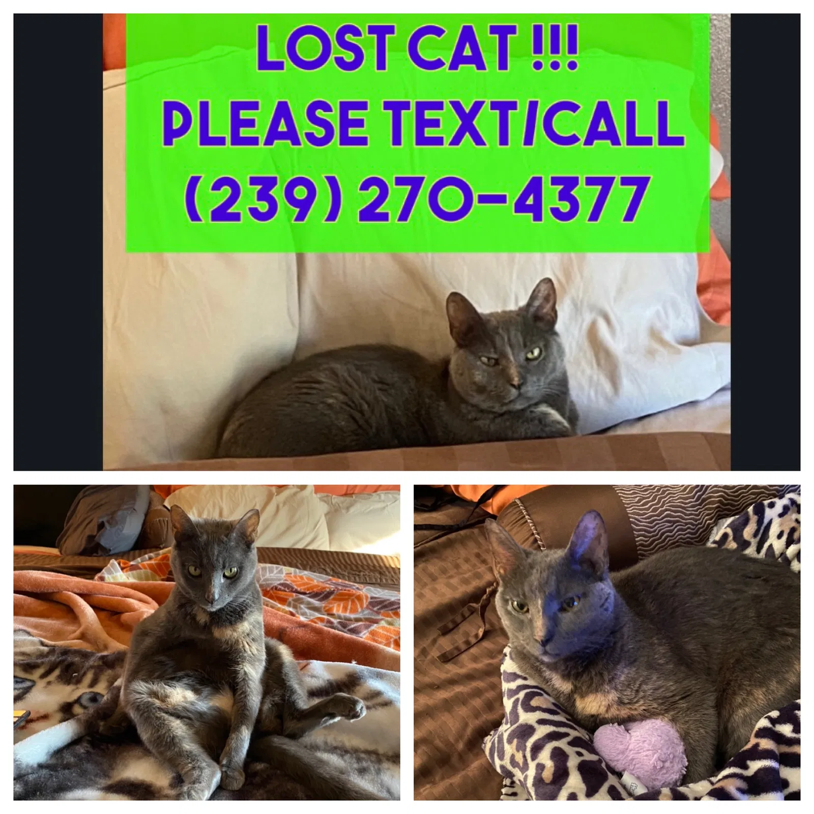 Lost cat in Cape Coral, FL, 33909