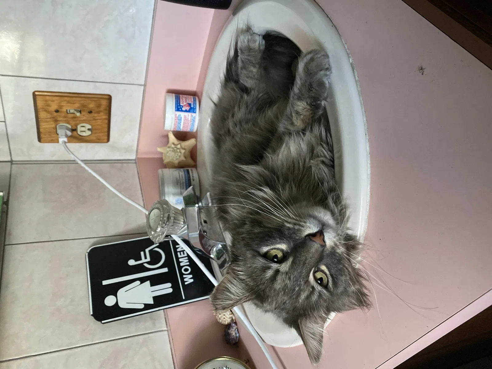 Lost cat in Waterbury, CT, 6708