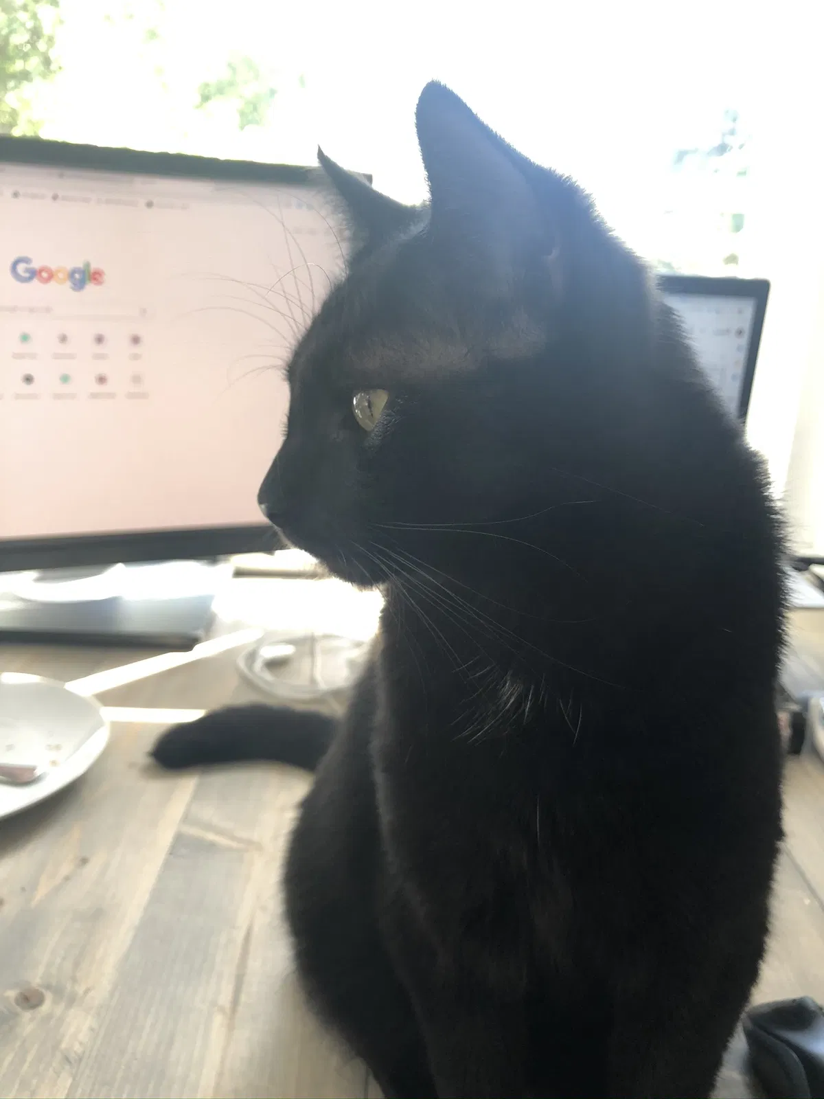 Lost cat in Richmond, VA, 23221