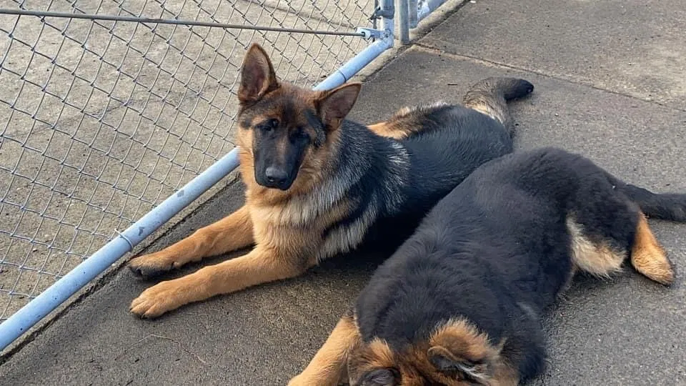 Lost dog in Vancouver, WA, 98682