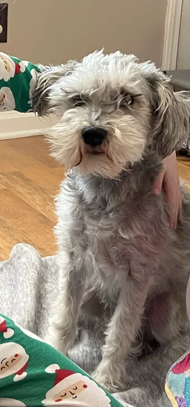 Lost dog in Campbellsburg, KY, 40011