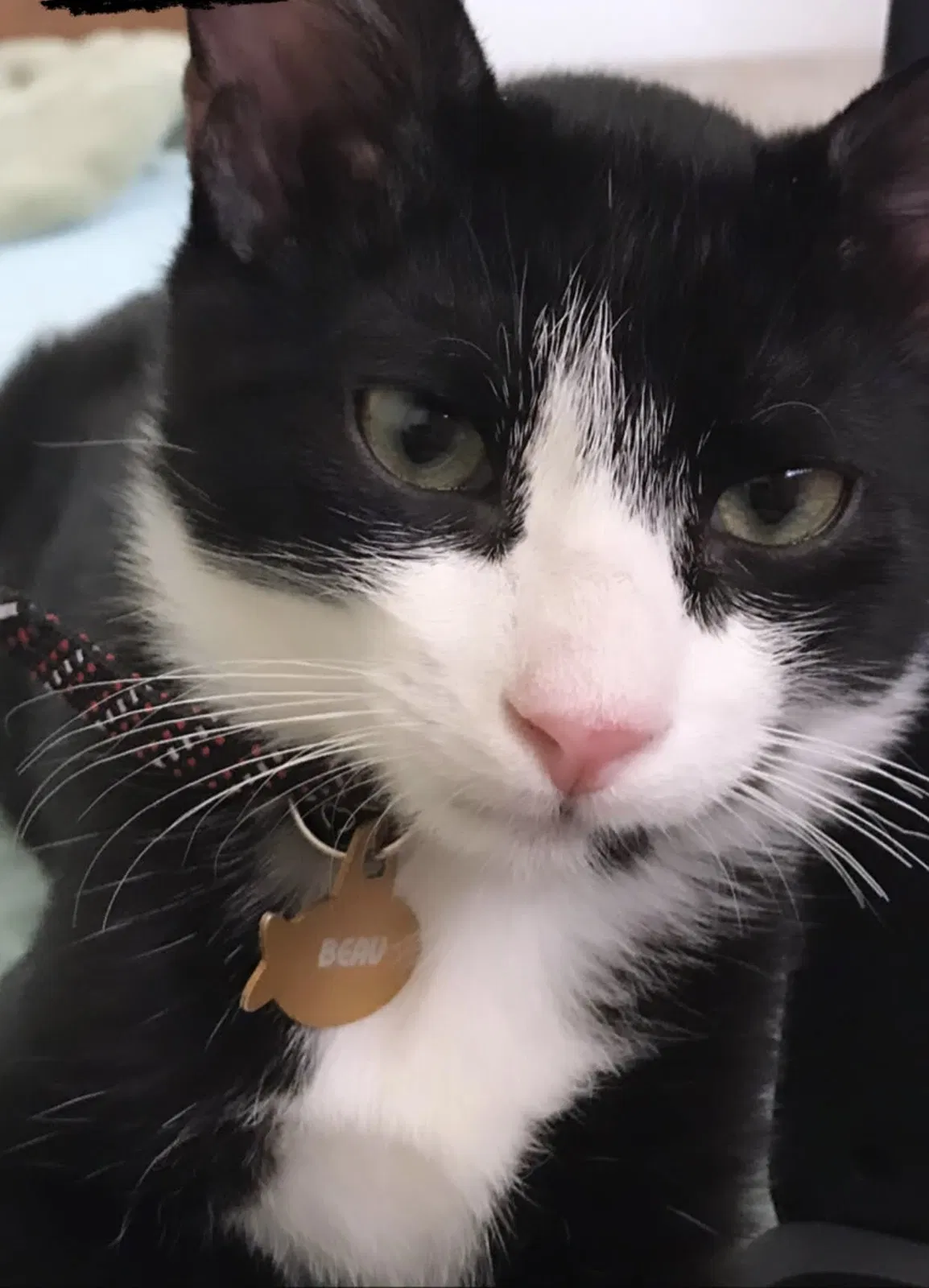 Lost cat in Longmont, CO, 80501