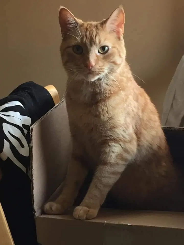 Lost cat in Racine, WI, 53404