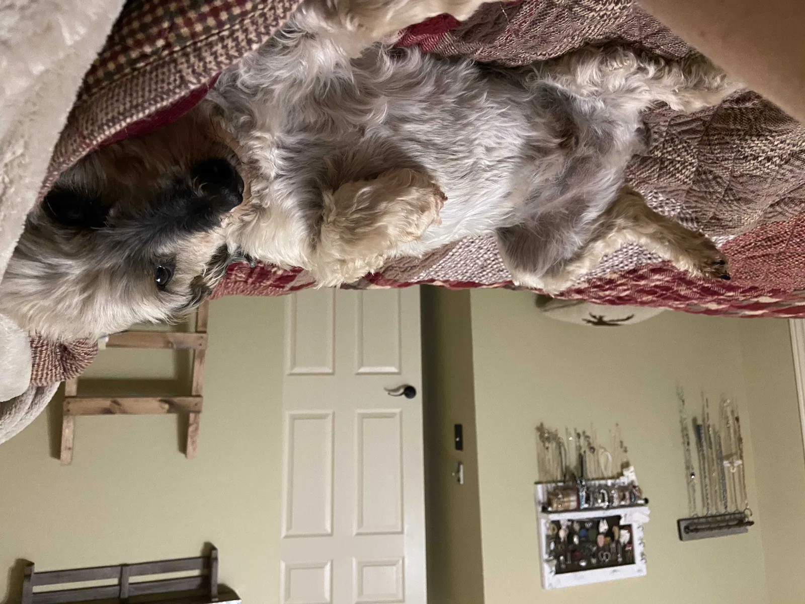 Lost dog in Luther, OK, 73054