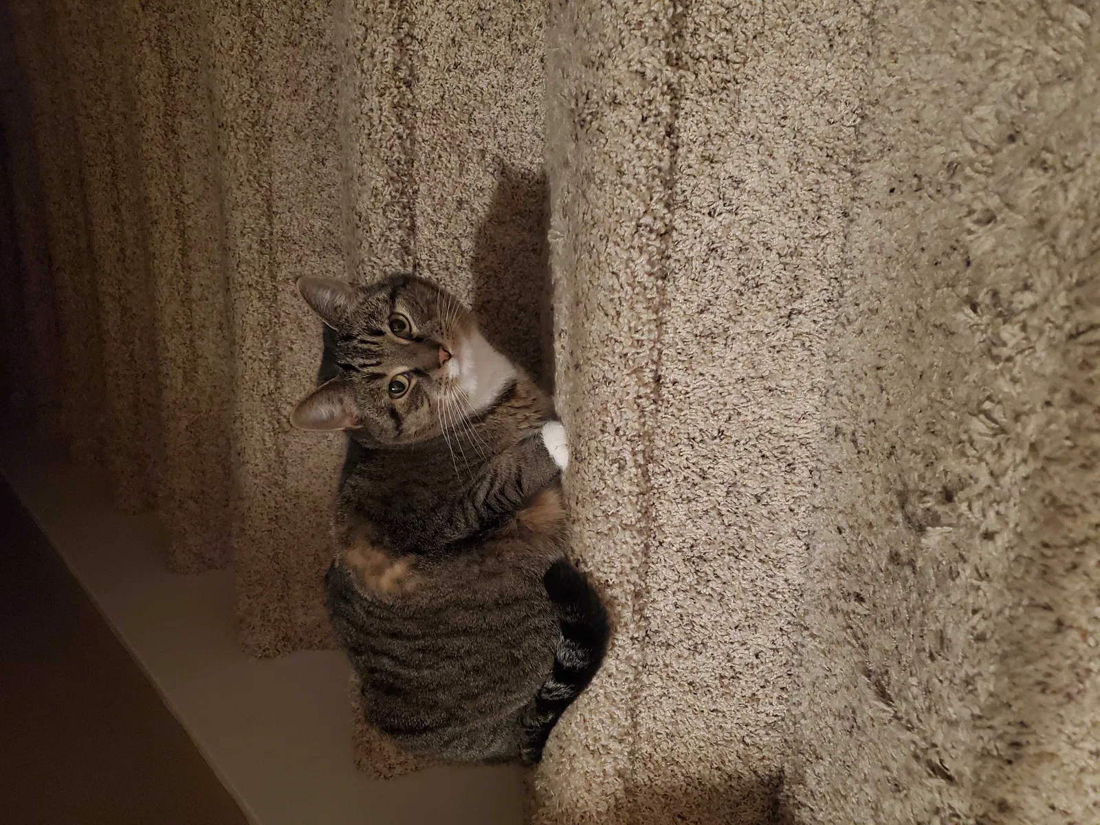 Lost cat in Dayton, OR, 97114